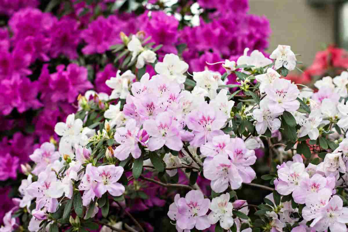 Fiori di azalea