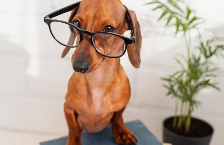 Cane indossa un paio di occhiali da lettura 