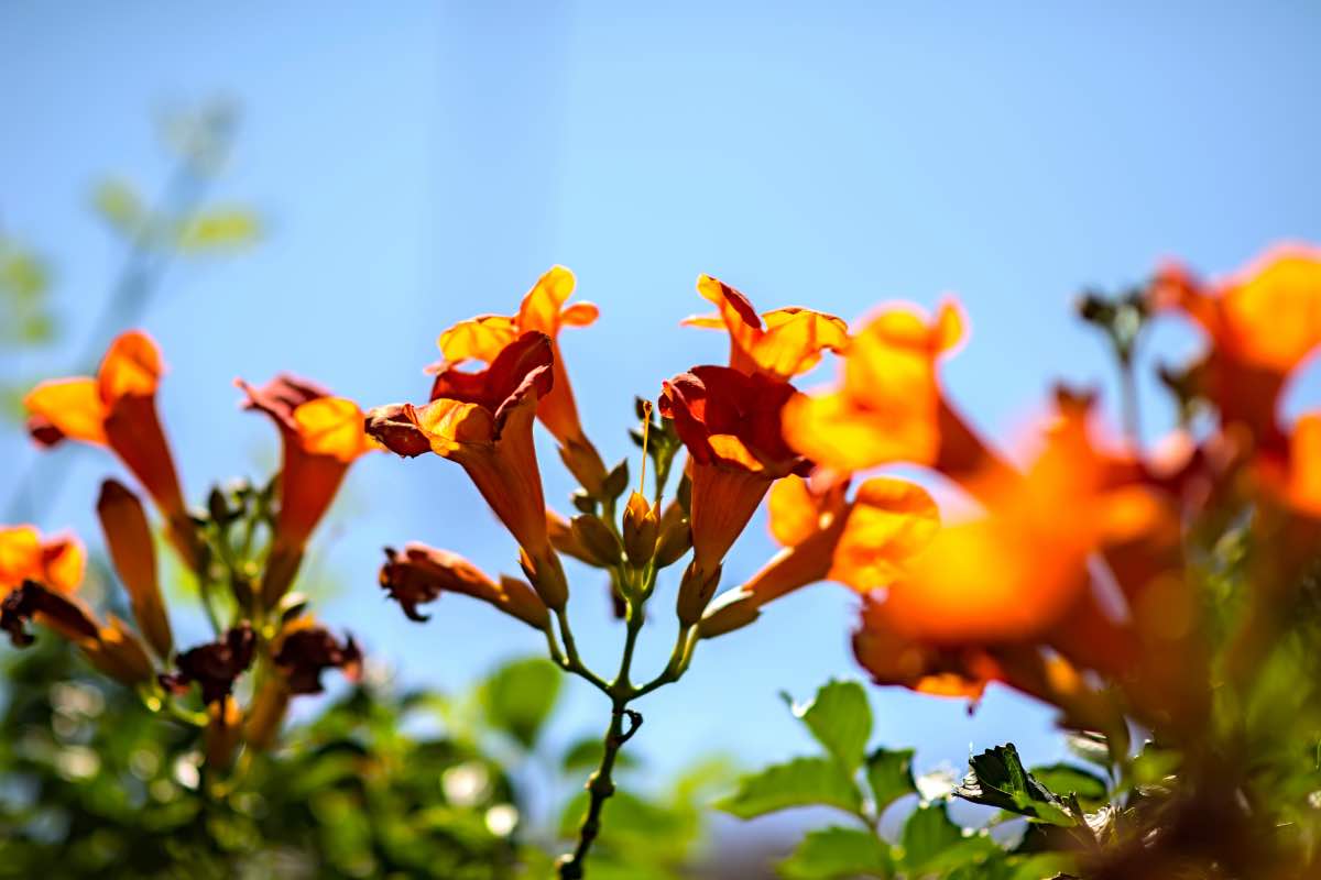 Fiori di Bignonia di colore arancione illuminati dal sole