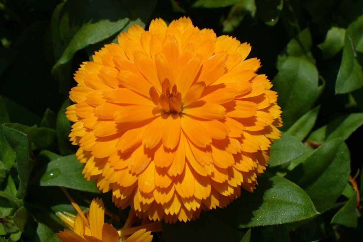 Fiore calendula