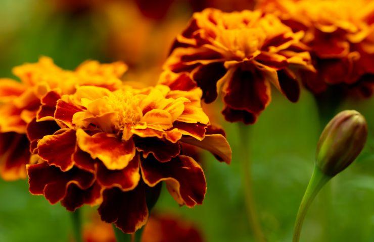 Calendula messicana 