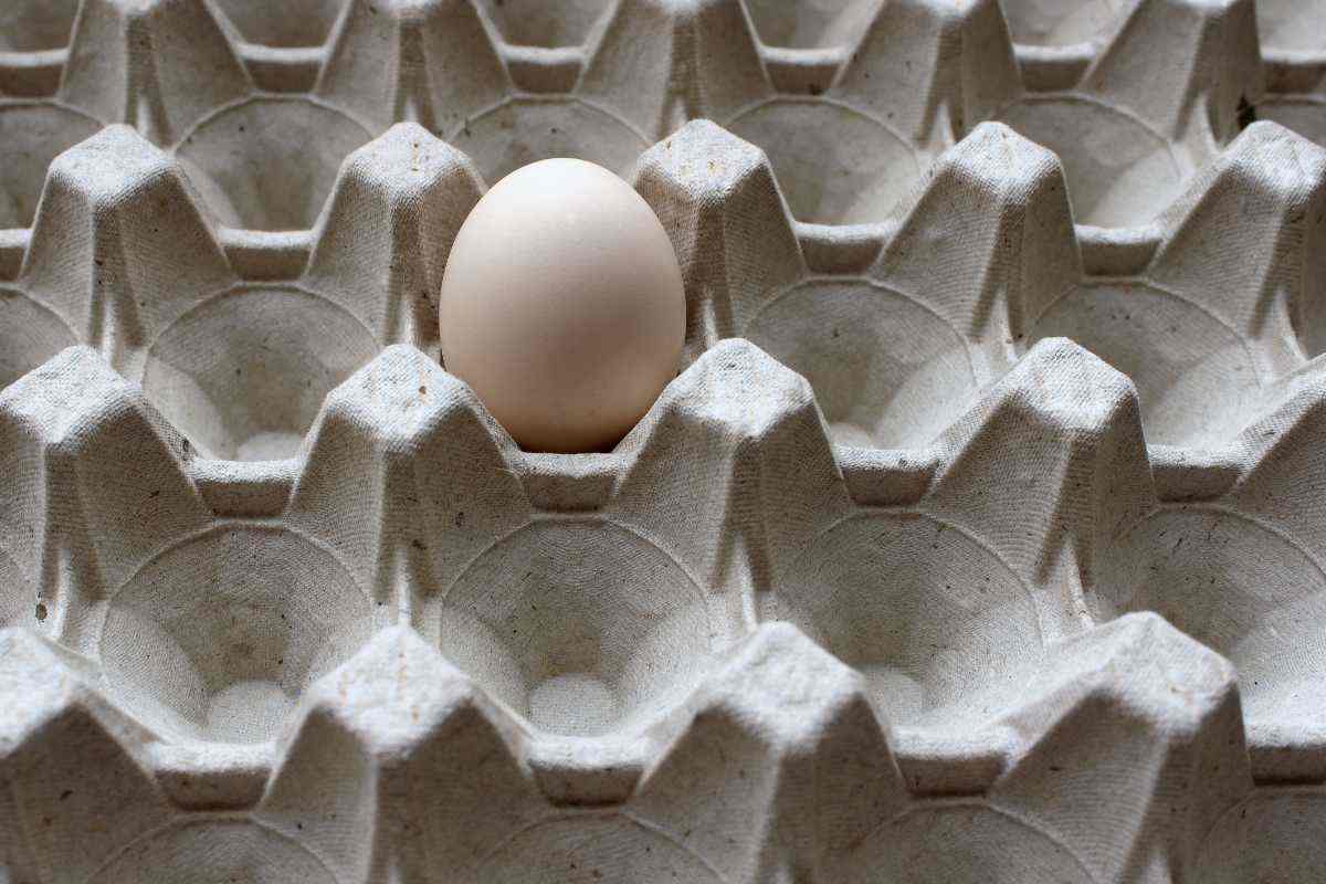 Cartone uova
