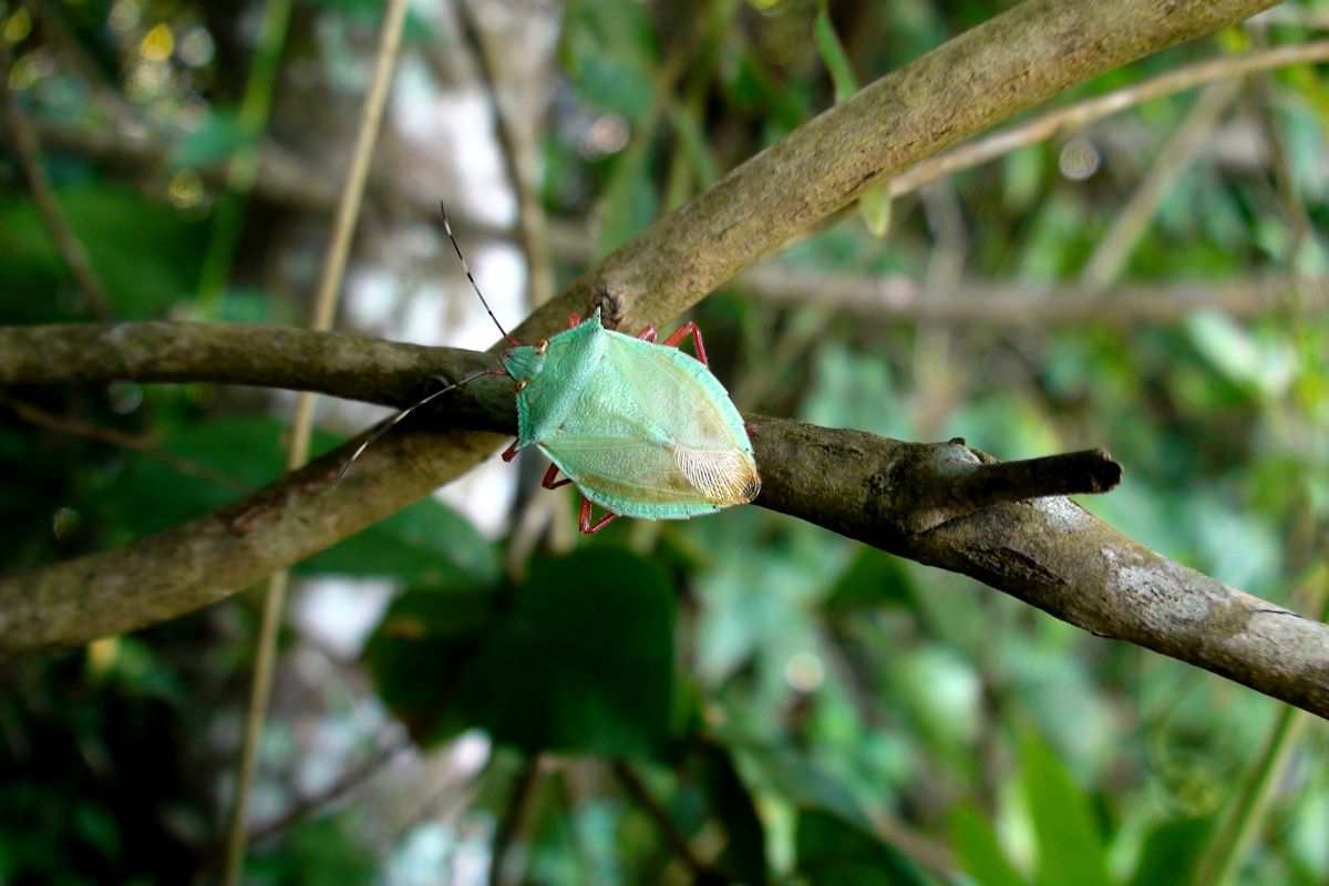 Cimice verde nella natura