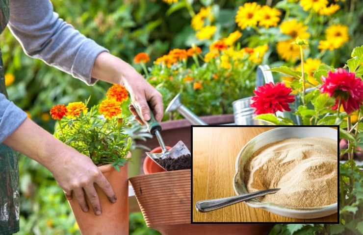 Coltivazione della piante in giardino