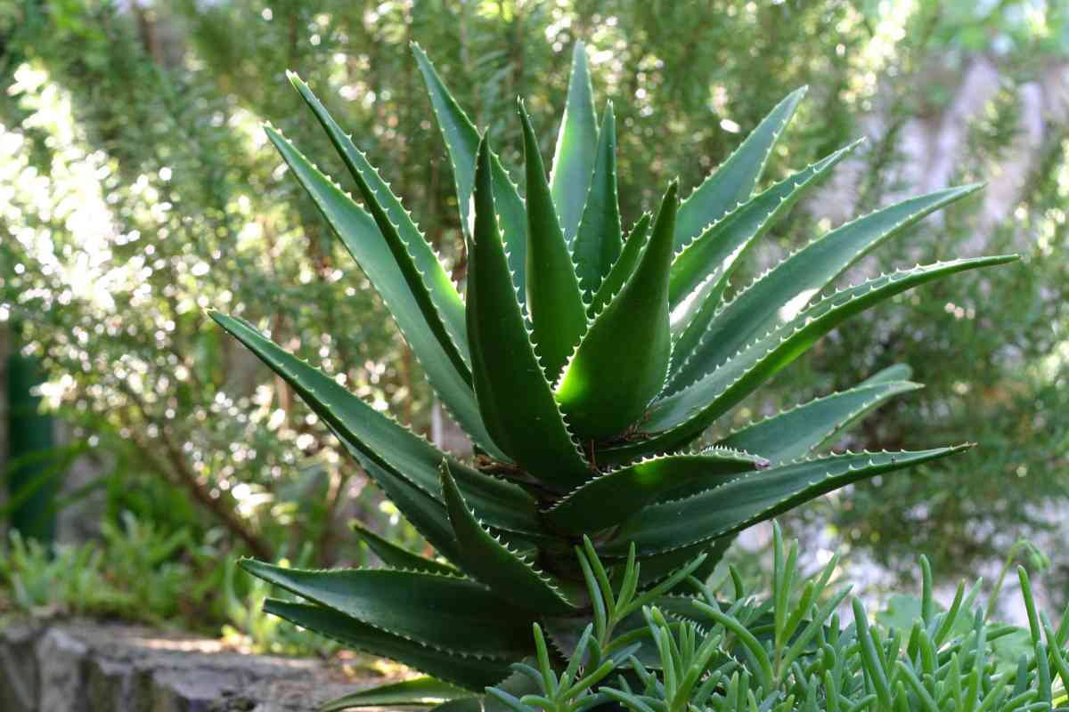 Una pianta di aloe in natura