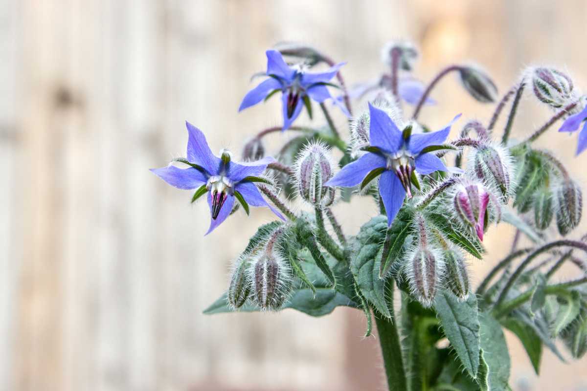 Primo piano di fiori di borragine