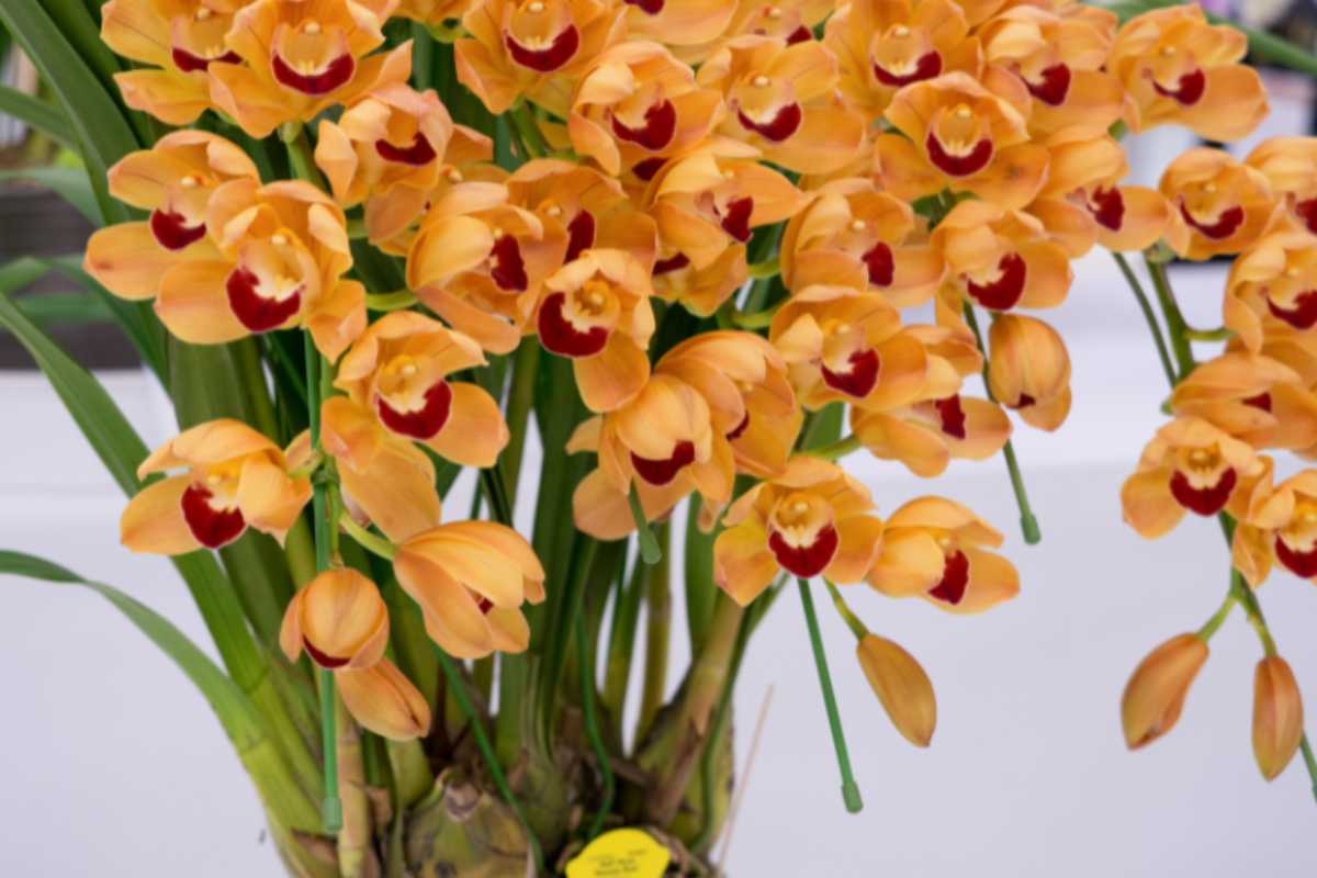orchidee facili da coltivare specie e consigli