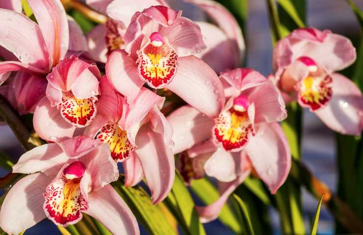 cybidium l'orchidea facile da coltivare in casa consigli