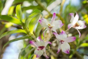 orchidee bambù consigli di coltivazione