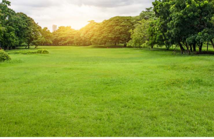 paesaggio verde