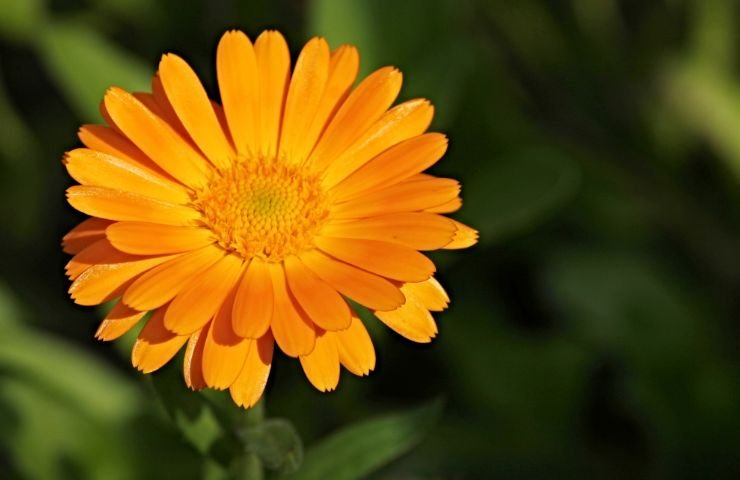 Piccolo fiore di calendula 