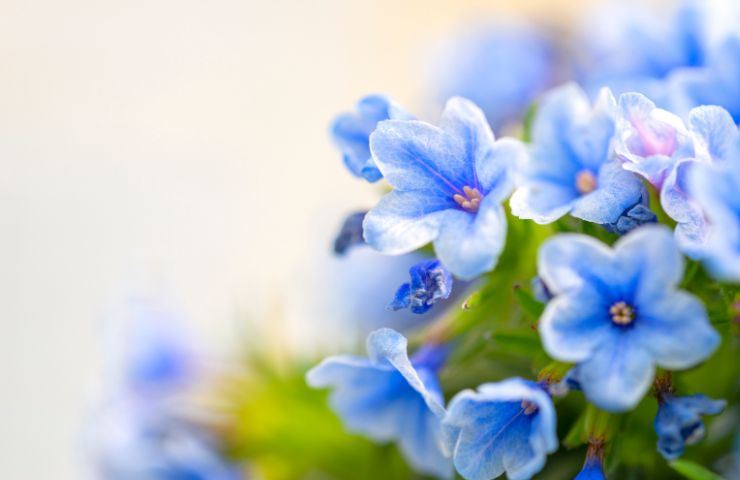 Fiori azzurri lithodora 