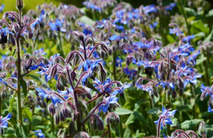 Distesa di fiori di borragine