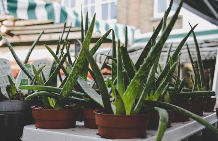 Piante di aloe in vaso