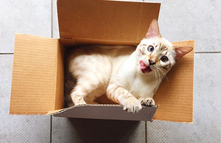 Gatto dentro scatola 