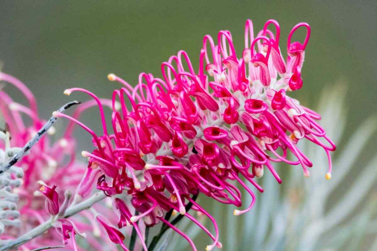 Grevillea fiorita