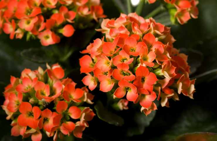 Kalanchoe