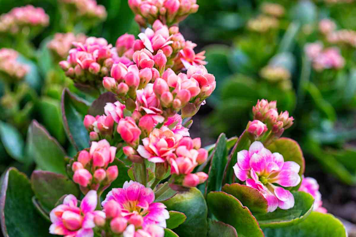 Kalanchoe