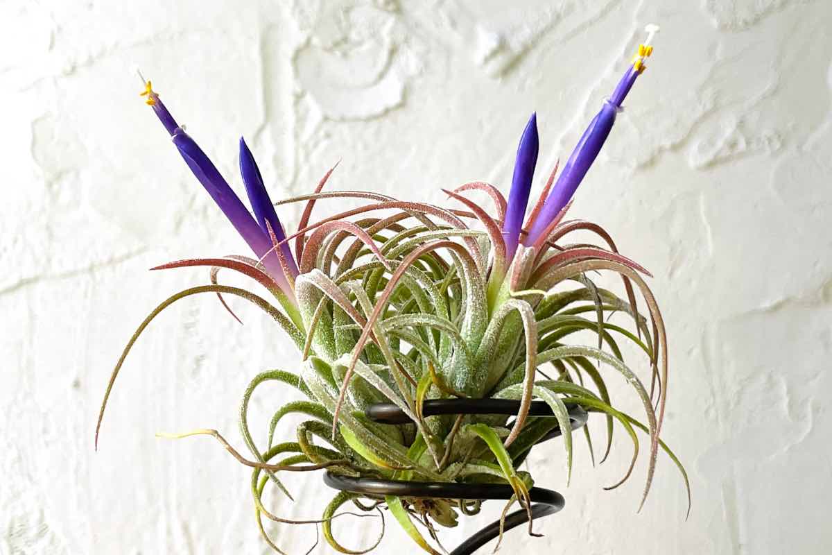 Pianta dalle lunghe radici con quattro fiori viola