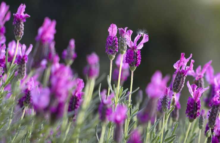 Campo di lavanda 