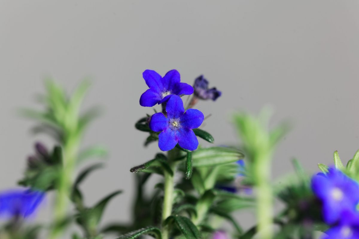 Fiori Lithodora