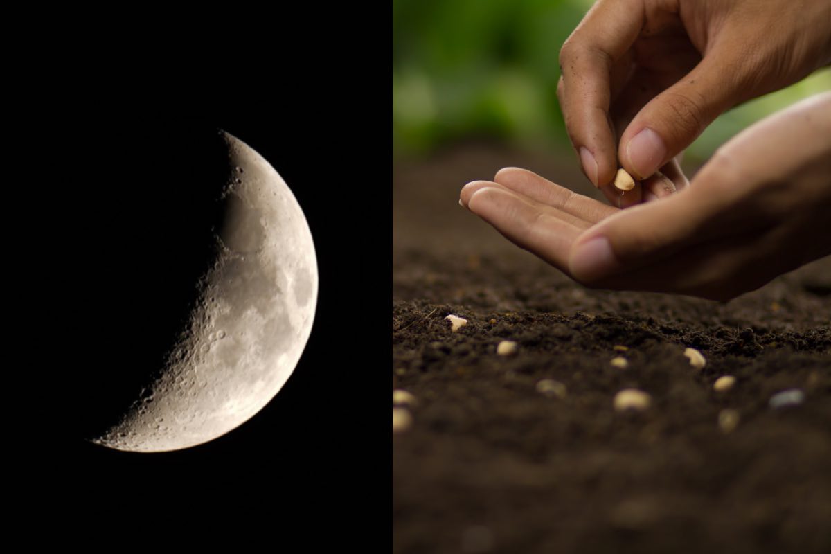 Inserire i semi nel terreno con la mano sotto la luna