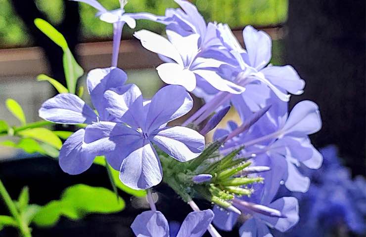 Plumbago dai fiori lilla vicino alla finestra 