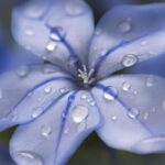 Fiore blu di Plumbago con gocce di pioggia