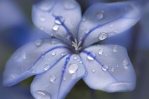 Fiore blu di Plumbago con gocce di pioggia