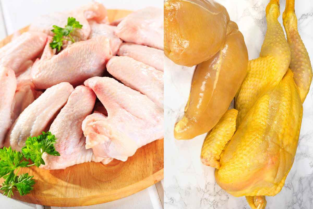 Pollo bianco vs pollo giallo differenze
