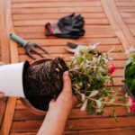 Cambiare il vaso alle piante di casa