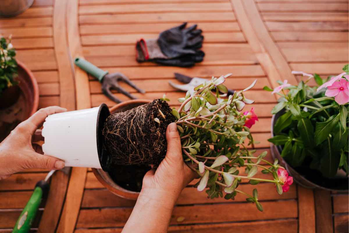 Cambiare il vaso alle piante di casa