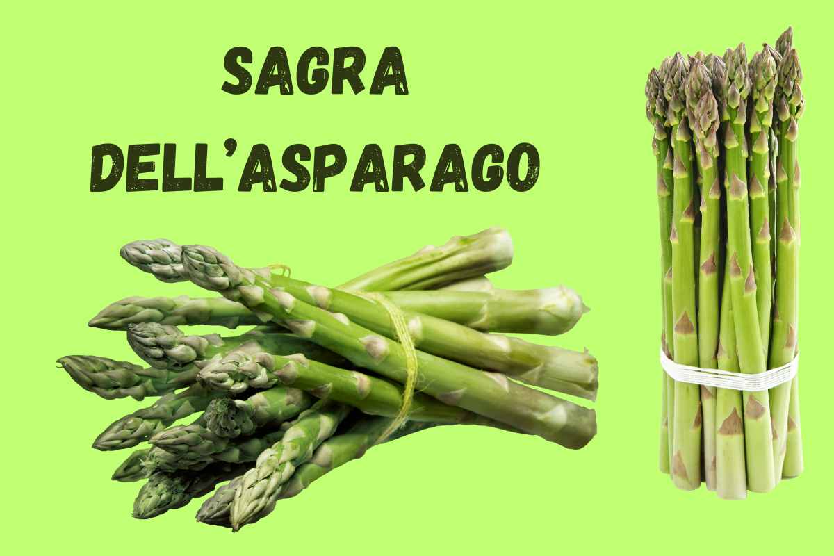 sagra dell'asparago