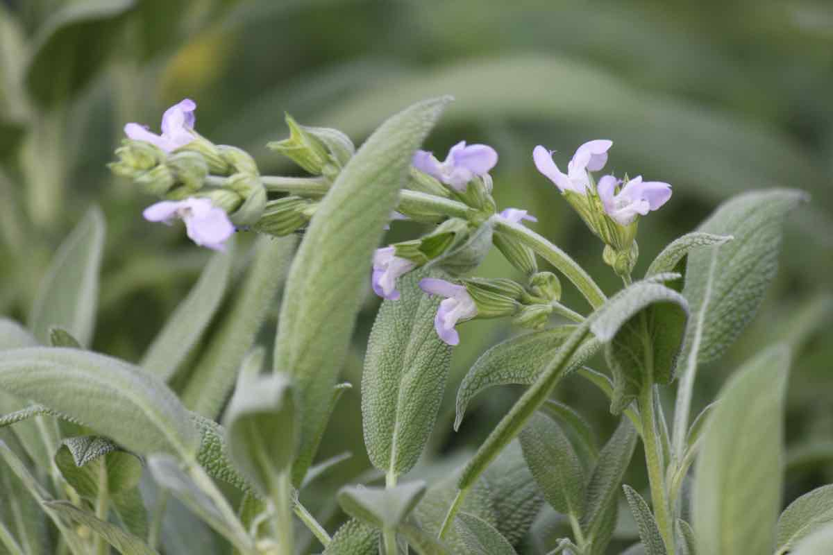 Grazie questo trucco la mia pianta di salvia è più rigogliosa