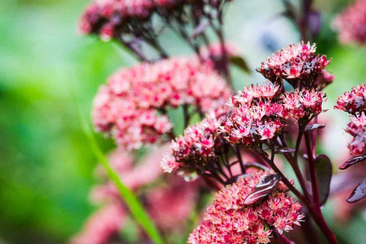 Sedum