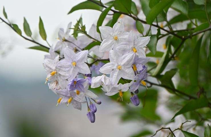 Solanum Jasminoides