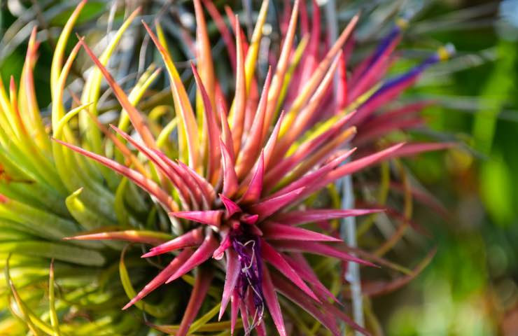 Tillandsia con piume rosa brillante 