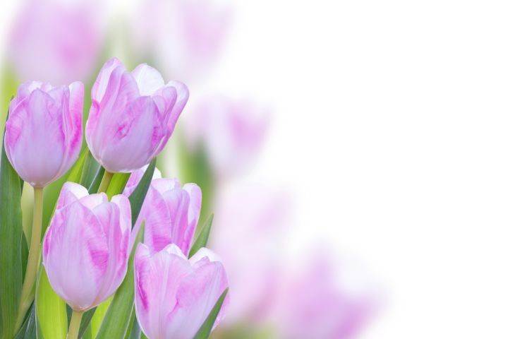 Tulipani viola 