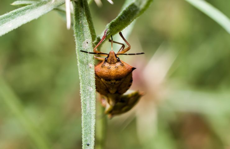 Una cimice poggiata sulla foglia