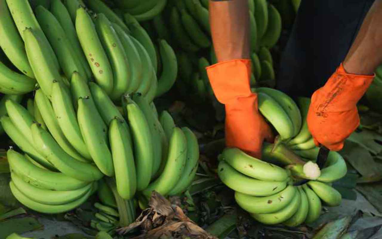 banane