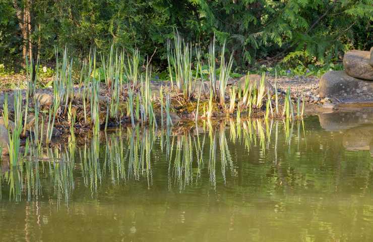 carex pianta