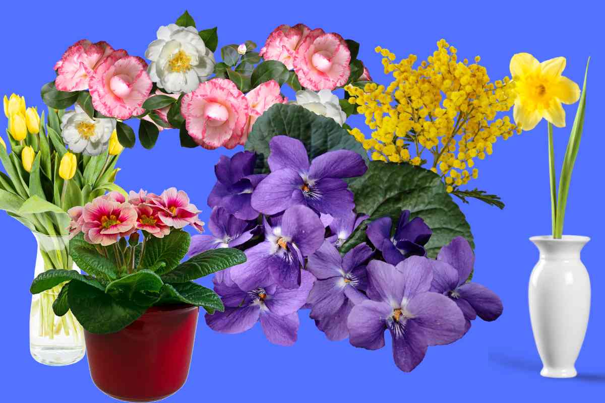 Vasetti con fiori primaverili