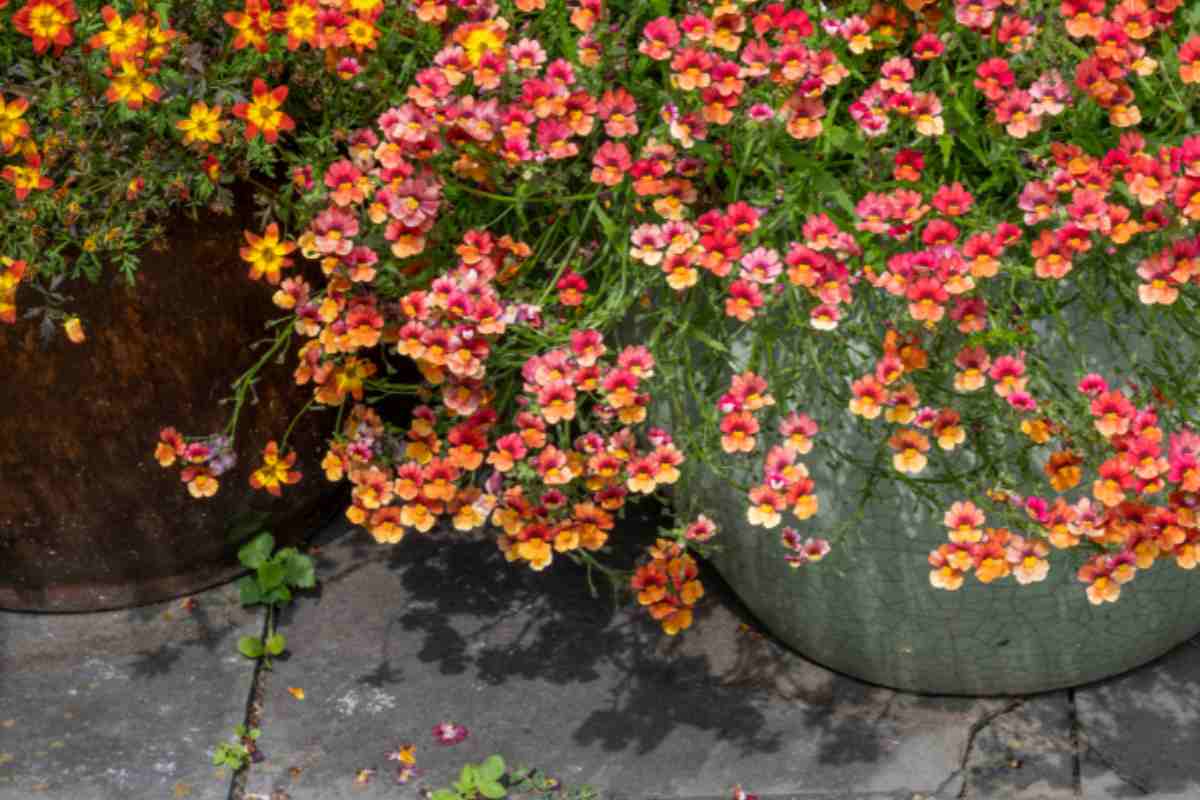 nemesia sunsiatia piante da balcone resistenti e belle