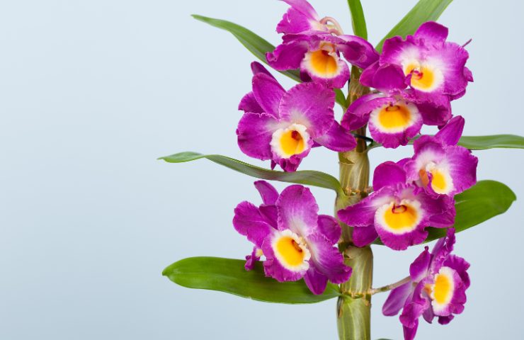 orchidea bambù come curarla al meglio