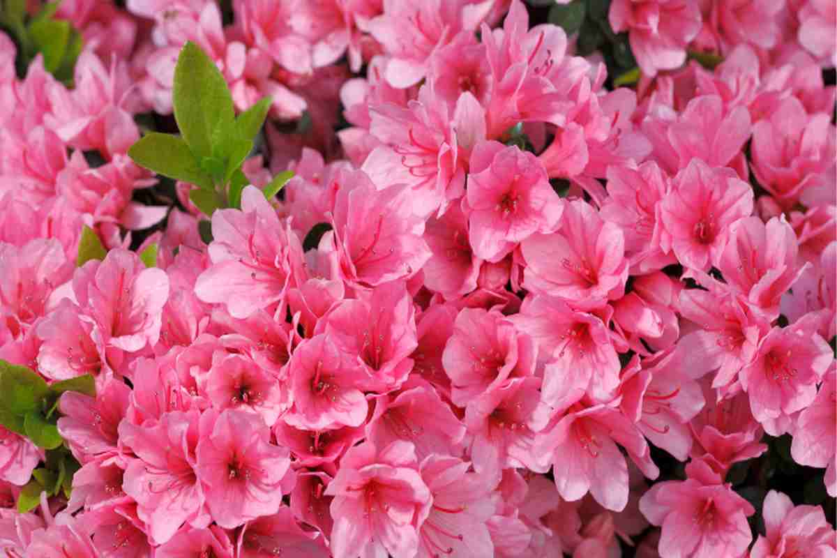 azalee fiori