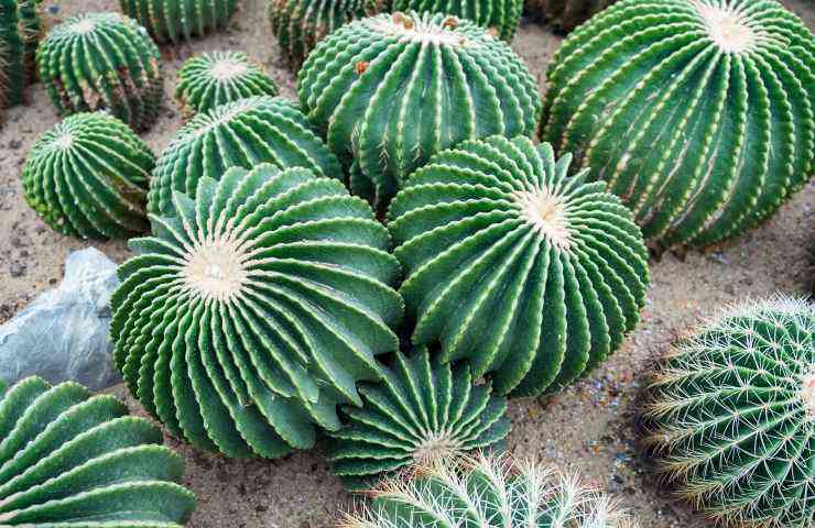 echinocactus