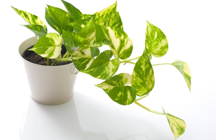 pianta pothos