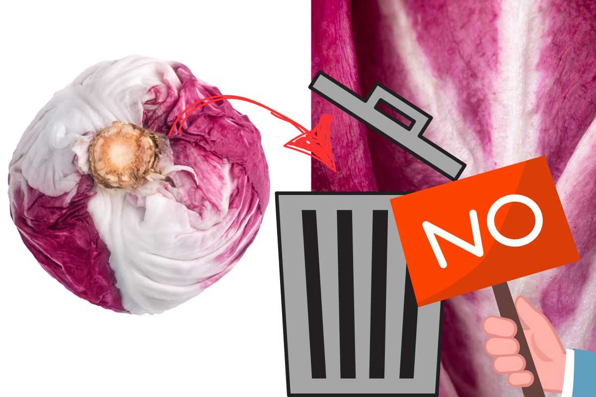 radicchio riciclo