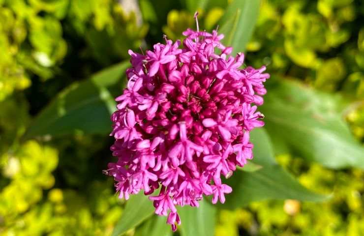 Fiore Barba di Giove 