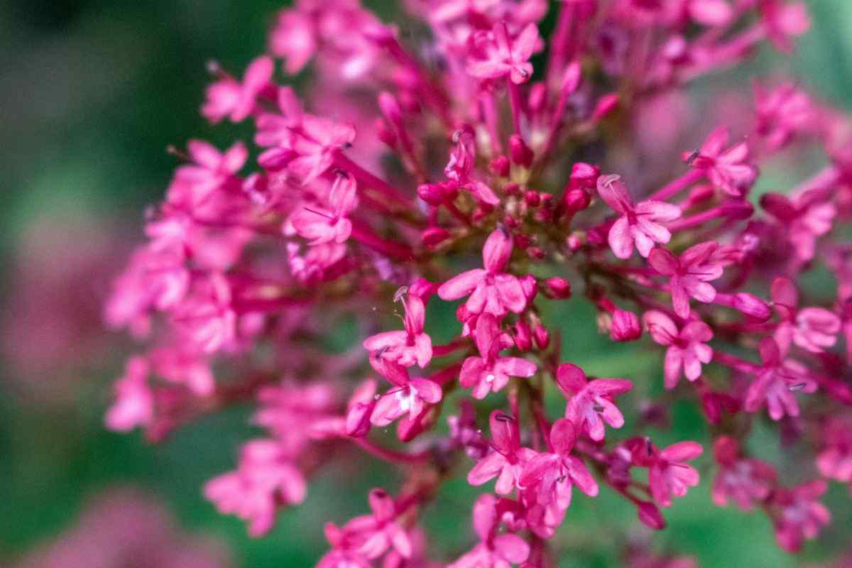 Barba di Giove rosa